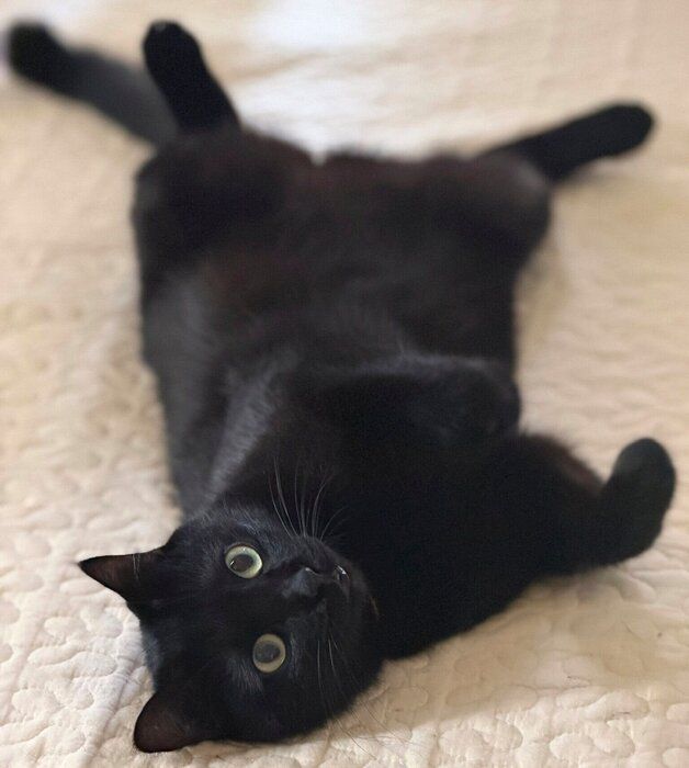 ベッドの上で、リラックスしたようにくつろぐヴィヴィちゃん