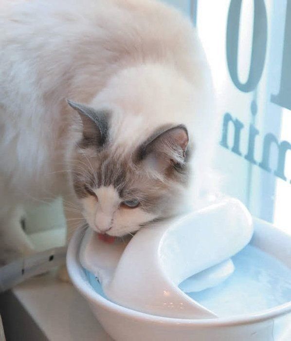 猫のオシッコ