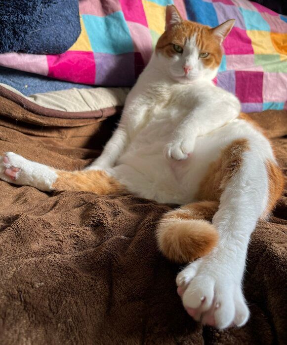 座って飼い主を見る推定9~10才の猫