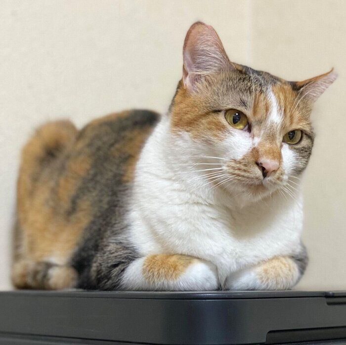 くつろぐみちょちゃん