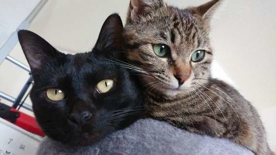 寄り添う猫