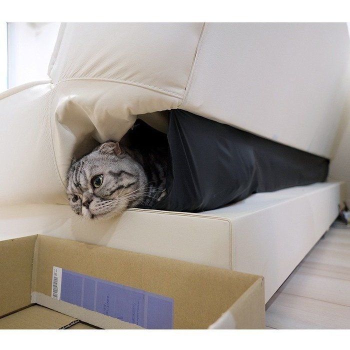 @tacos_cat