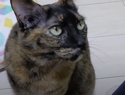 ねこ モモちゃん