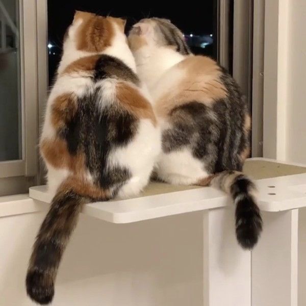 ニャンズのブーム
