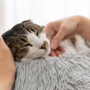 猫が寝る場所でわかる猫の気分 猫がますます愛おしくなる心理は ねこのきもちweb Magazine 猫が寝る場所でわかる猫の気分 猫がますます愛おしくなる心理は ねこのきもちweb Magazine