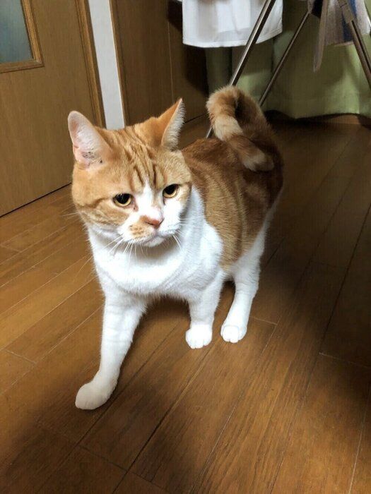 大河ちゃん/マンチカン