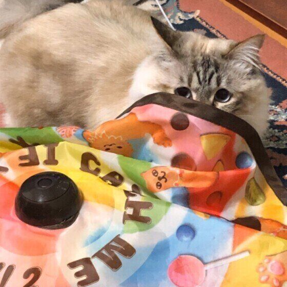 おもちゃで遊ぶMix猫