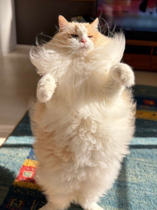 二本足で立つラグドール