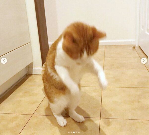 「ちゅ〜る」を落としたいちごちゃん