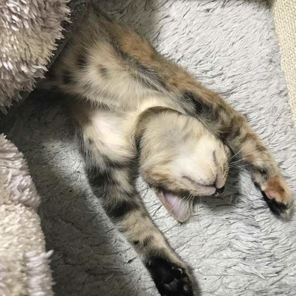 伸びをしてしてこたつに入る猫