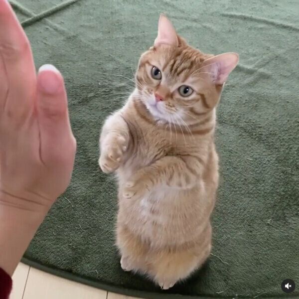 マンチカン立ちするぽこ太くん