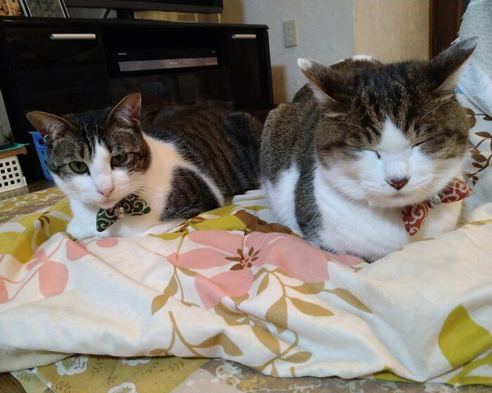 並んでくつろぐ2匹の猫