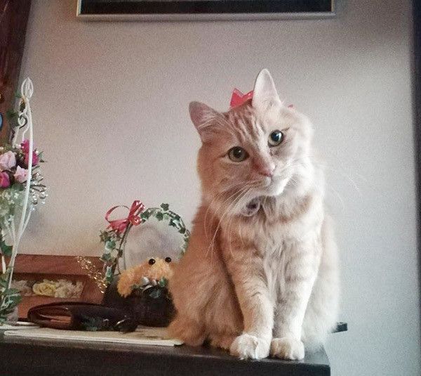 座る猫