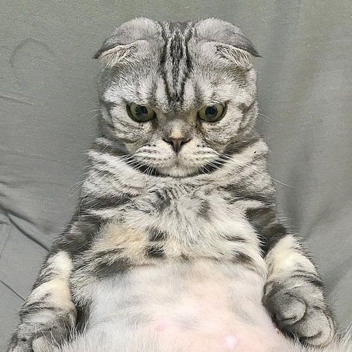 @tacos_cat