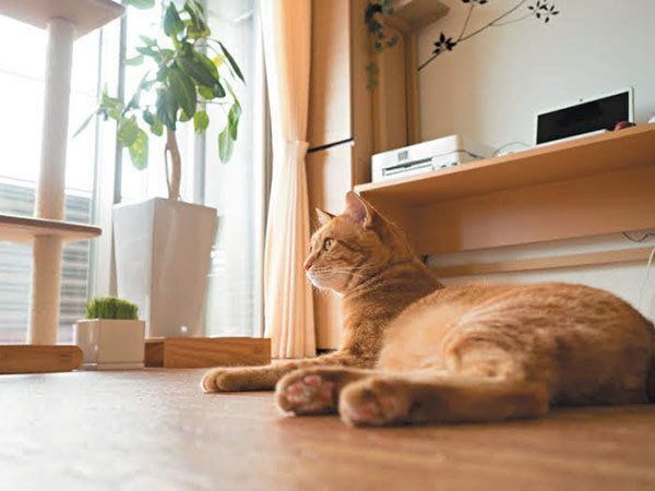 留守番する猫