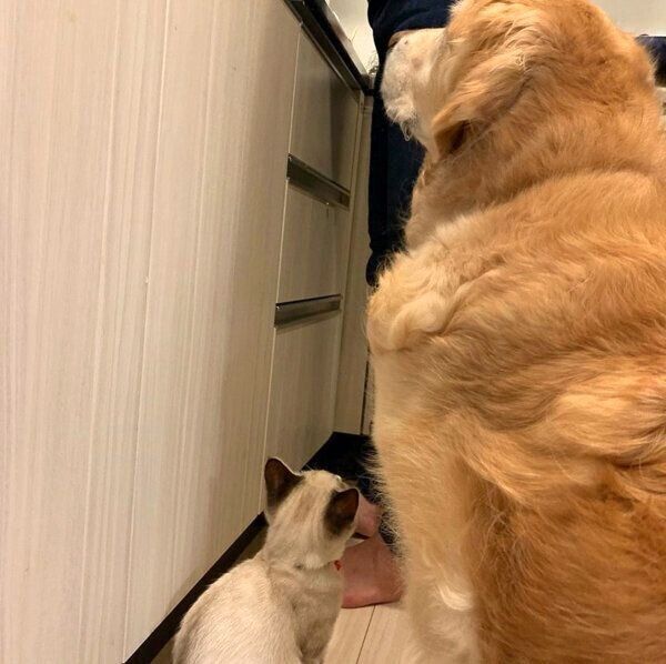 仲良くごはん待ちをするネルちゃんとオペルちゃん