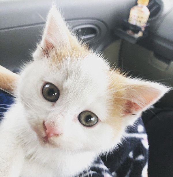 見つめる猫