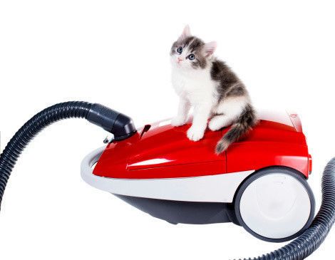掃除機に乗る猫