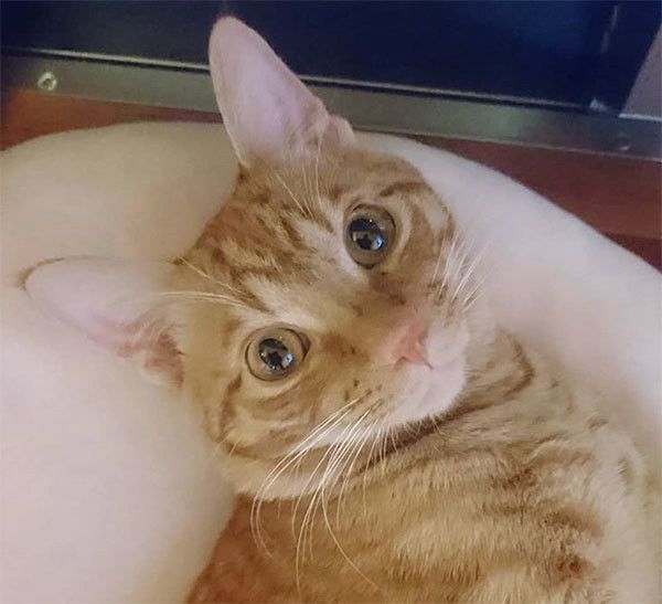 見つめる猫