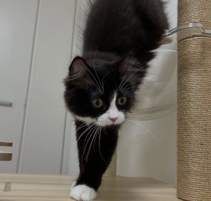 キャットタワーで遊ぶミラちゃん