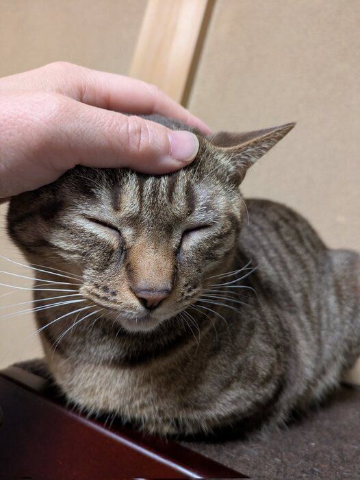 飼い主に撫でられている猫