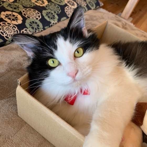 箱の中に入る猫