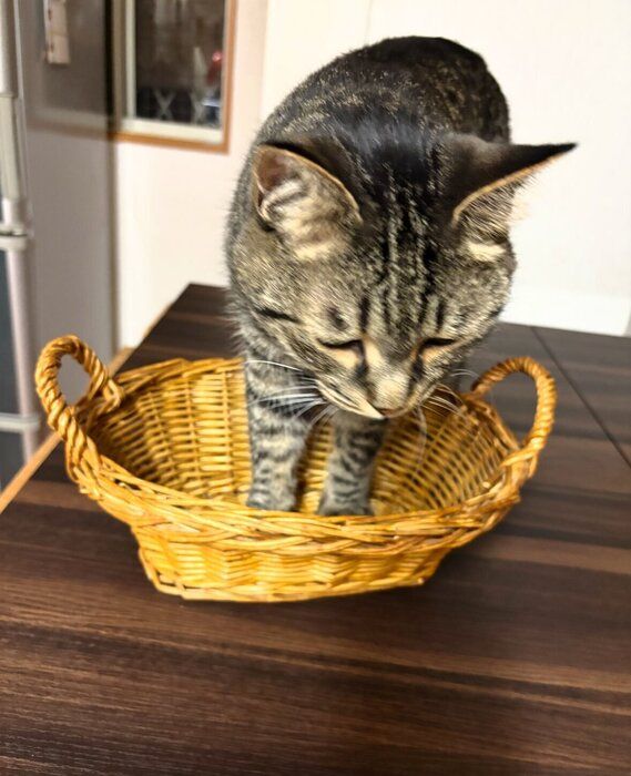 カゴに入ろうとしている6才の猫