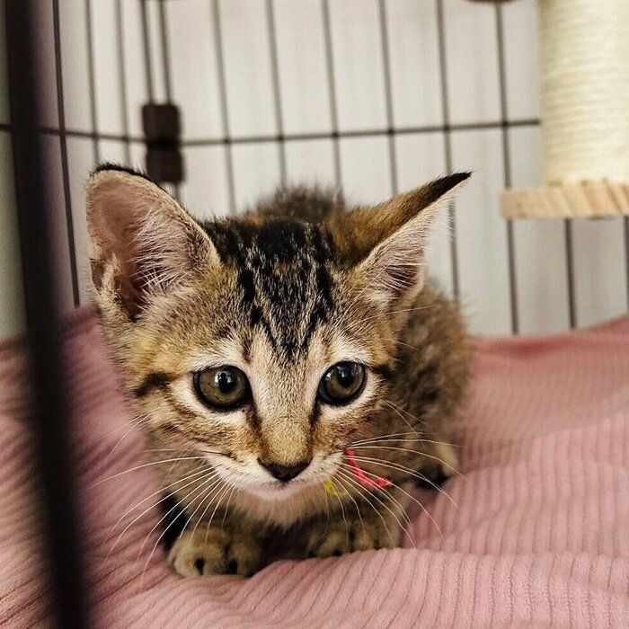 お迎えした初日の風花ちゃん(撮影時、生後2カ月)。