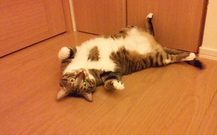 へそ天する猫