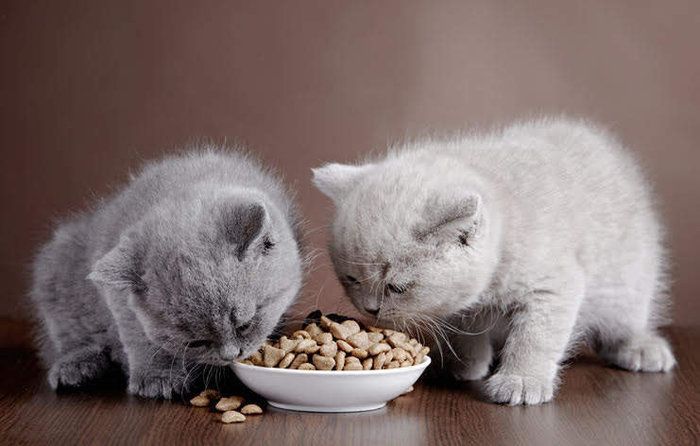 フードを食べる2匹の子猫