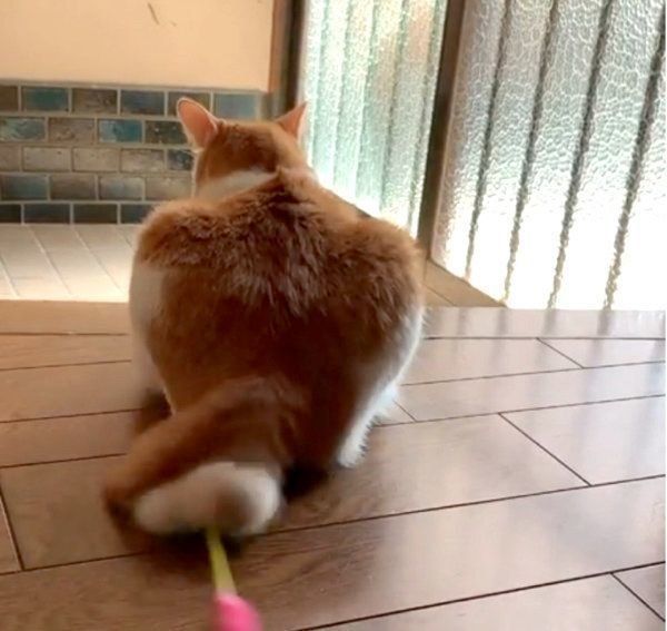 セルフ猫じゃらしをする猫