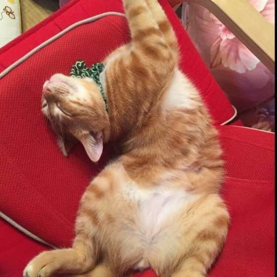 猫踊りをする、そらくん