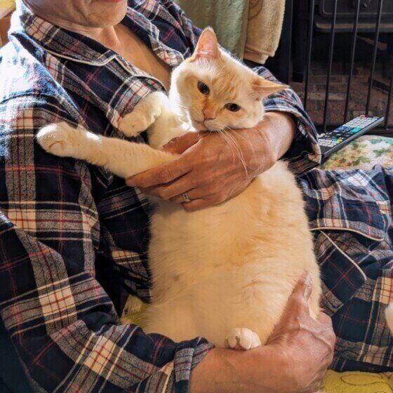 抱っこが嫌いなシャム猫