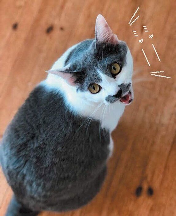 鳴く猫