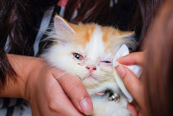 治療を受ける猫