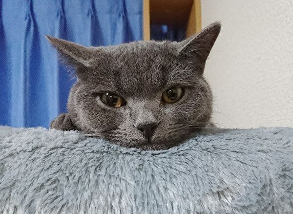 見つめる猫