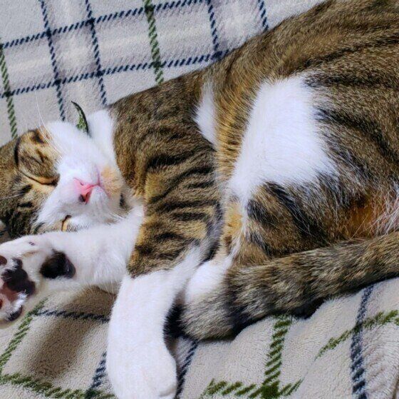 眠る猫