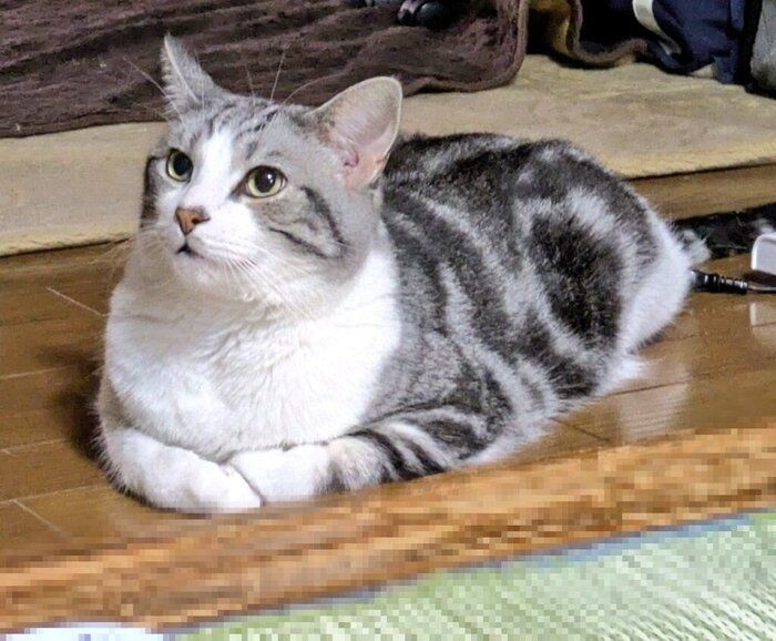 香箱座りをしているマンチカン