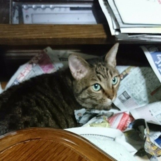 くつろぐ猫