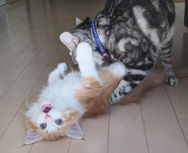 じゃれ合う猫