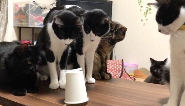 紙コップ人形を見つめる猫