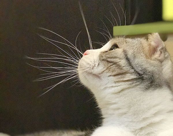 見上げるスコティッシュフォールド