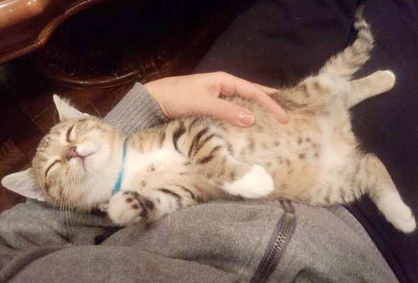 眠る猫