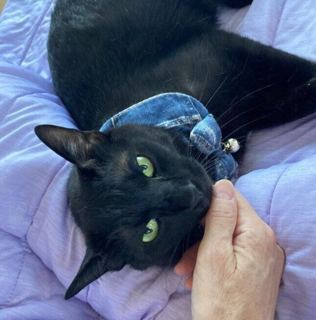 飼い主に甘える猫