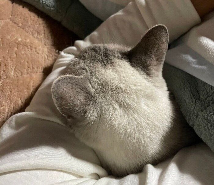 夕方になりたぬくんが寝ようと誘ってきたときの様子