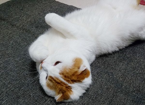 寝転ぶ猫