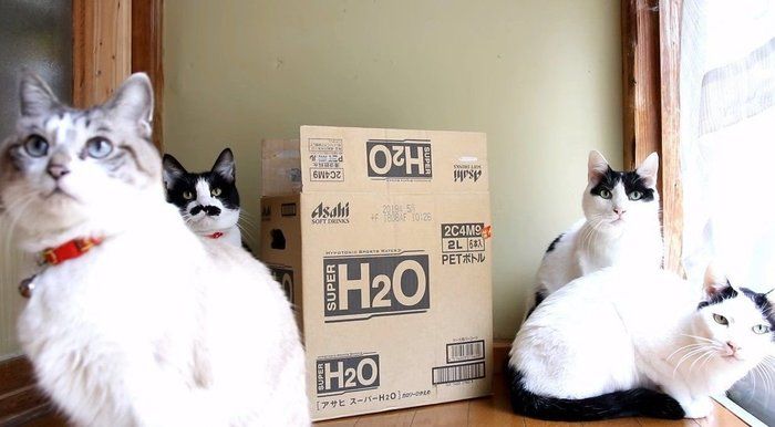箱と猫