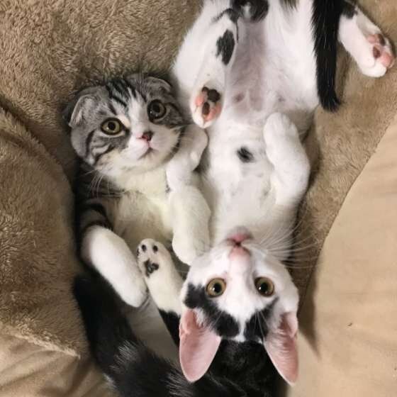 仲良しな猫