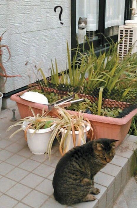 窓越しの猫
