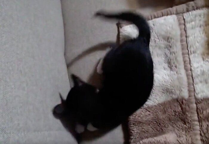 しっぽを追いかけるたびちゃん